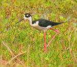 Black-necked Stilt